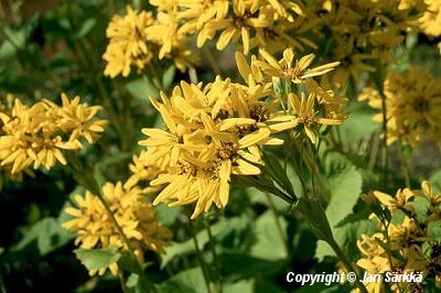  Ligularia Striking Yellow